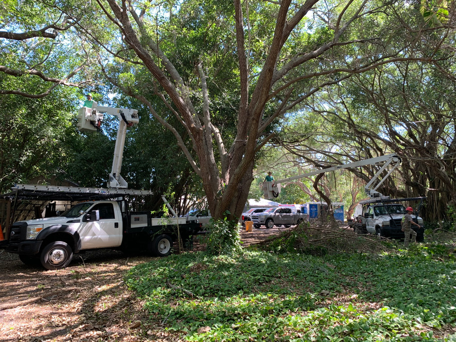 Sarasota Tree service
