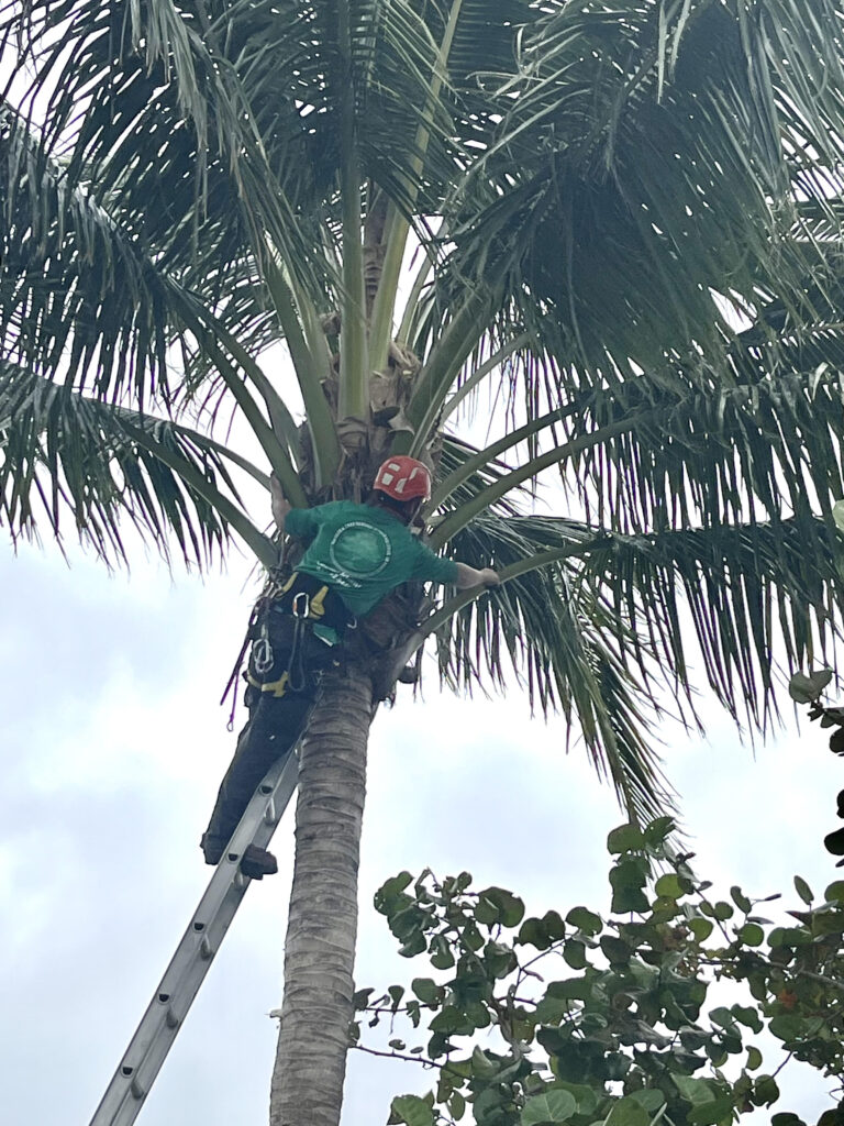 Tree Trimming palm trimming sarasota venice bradenton siesta key