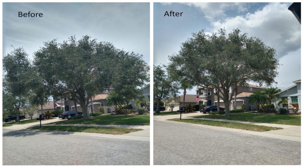 Venice Oak Tree Trimming 2 - Sarasota Tree Service - Sarasotatreeservice.com