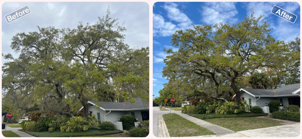 Live Oak Tree Sarasota Tree Trimming