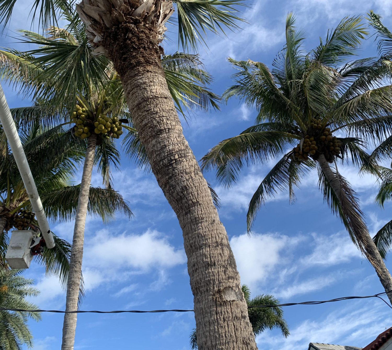 Palm Tree trimming