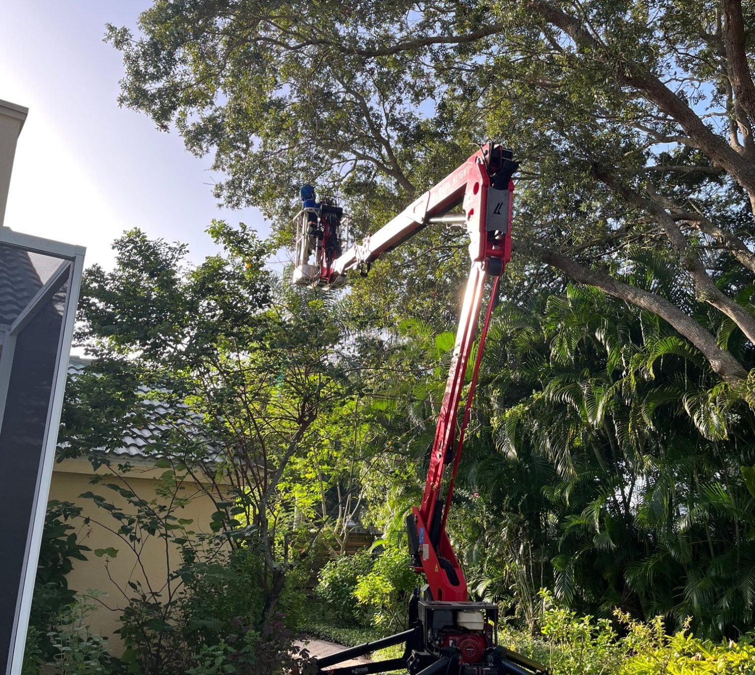 Sarasota Tree Pruning Certified Arborist