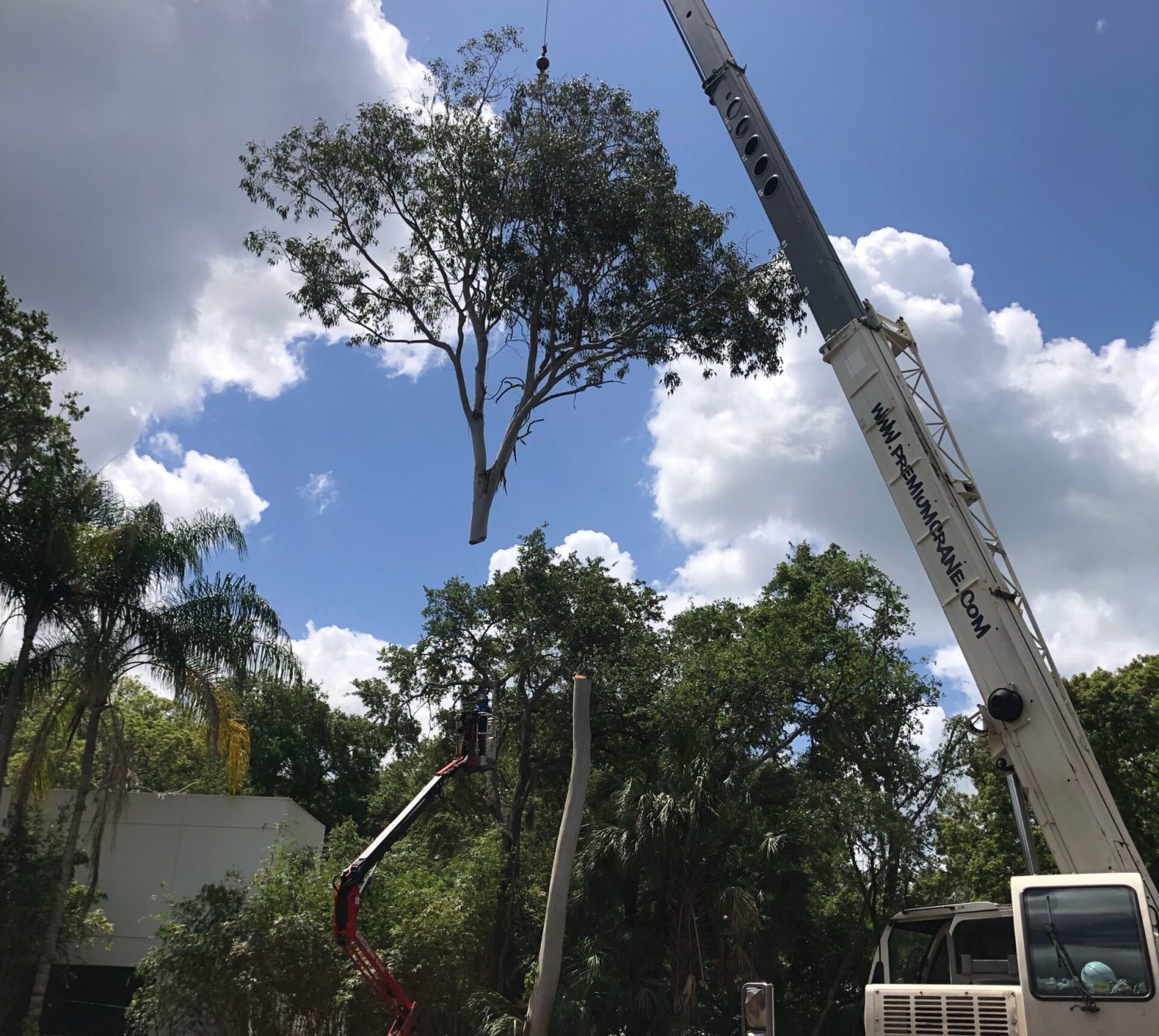 Tree Removal crane