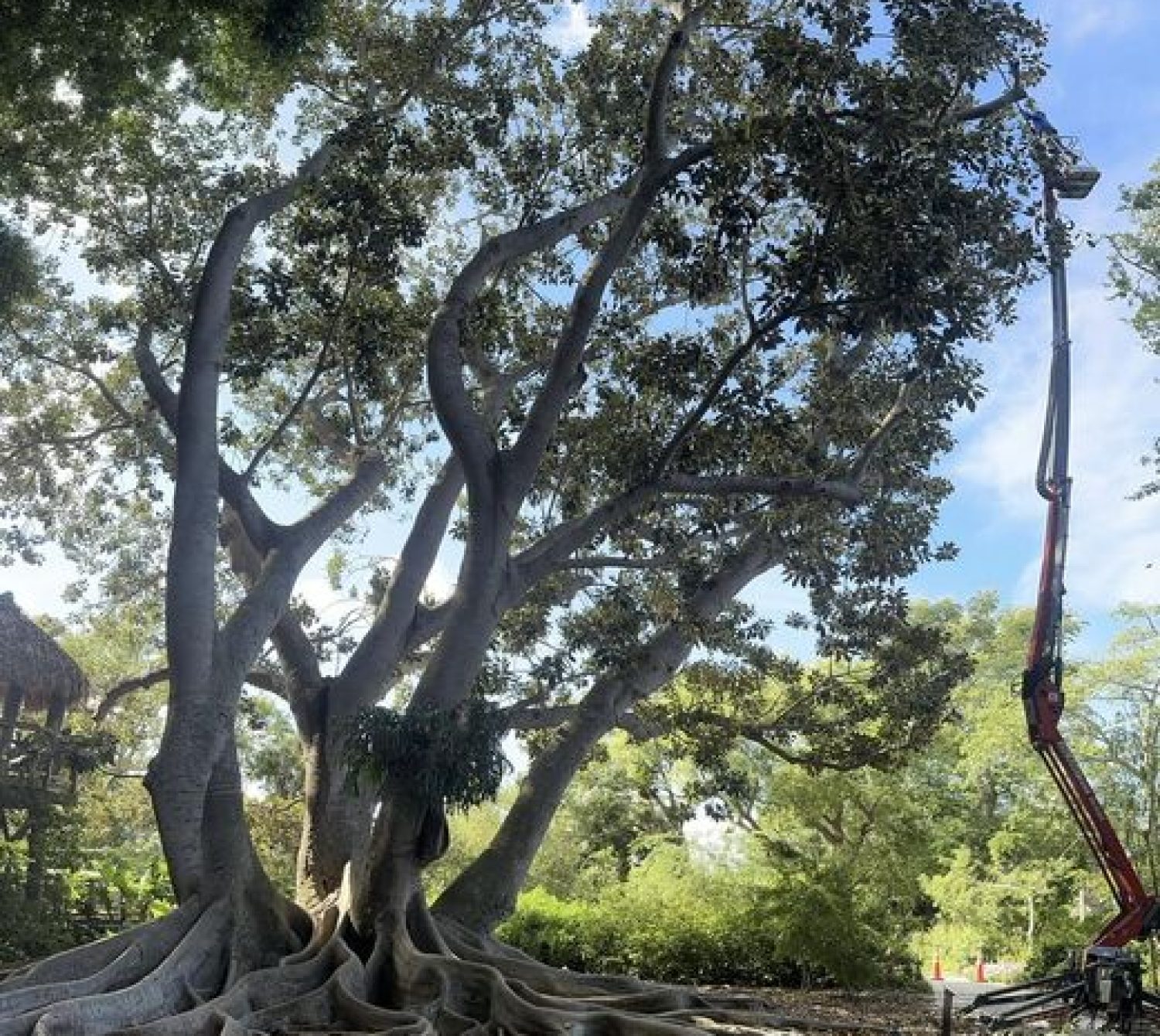 Sarasota Tree Trimming